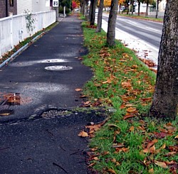 街路樹の根が歩道を破壊