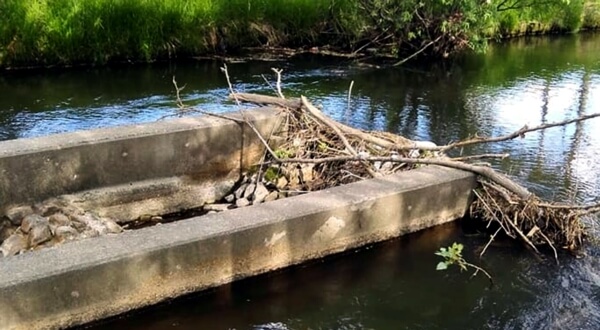 厚別川の魚道すべてがこのように枯れ枝やごみでいっぱい