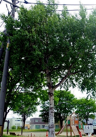 大きく育ちすぎたシラカバの木
